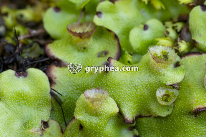 Hépatique - Thalle avec corbeilles à propagules (Açores) - gryphea.org